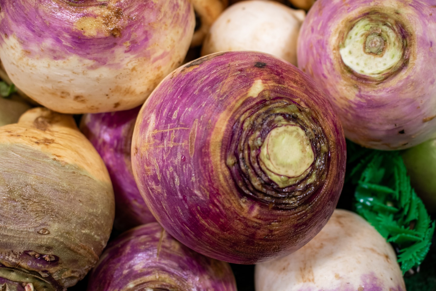 This close-up image showcases turnips, specifically Brassica rapa subsp. rapa varieties, displaying their characteristic bulbous shape and purple-tinged skin. These root vegetables are a staple in many cuisines, offering a slightly peppery flavor. The image highlights the natural textures and colors of the turnips, from the vibrant purple skin to the creamy white flesh. Rich in vitamins C and K, as well as fiber, turnips are a nutritious addition to various dishes.