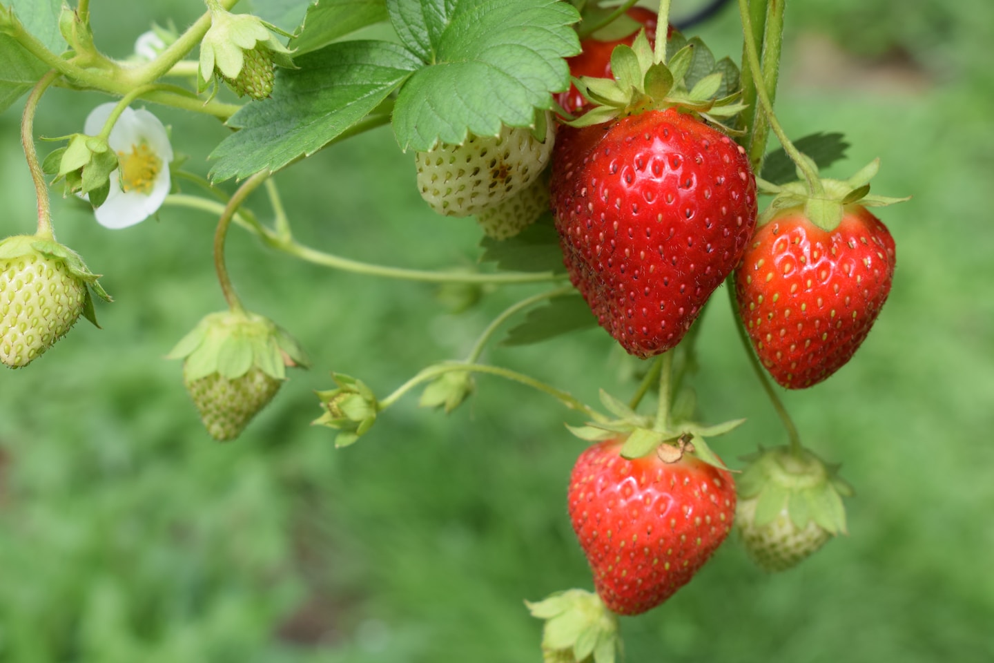 Strawberry Plants